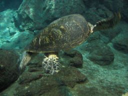 プログラマ ずんべ の日記：名古屋港水族館