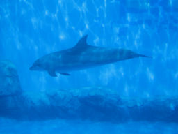 プログラマ ずんべ の日記：名古屋港水族館