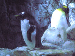 プログラマ ずんべ の日記：世界最大級の水族館 海遊館