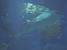 プログラマ ずんべ の日記：世界最大級の水族館 海遊館