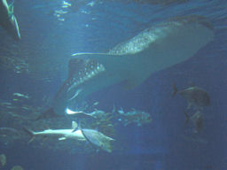 プログラマ ずんべ の日記：世界最大級の水族館 海遊館