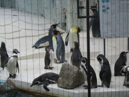 プログラマ ずんべ の日記：天王寺動物園