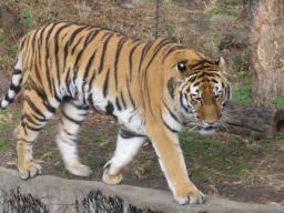 プログラマ ずんべ の日記：天王寺動物園