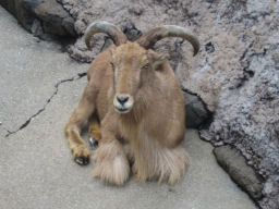 プログラマ ずんべ の日記：天王寺動物園