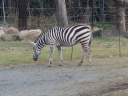 プログラマ ずんべ の日記：天王寺動物園