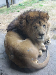 プログラマ ずんべ の日記：天王寺動物園