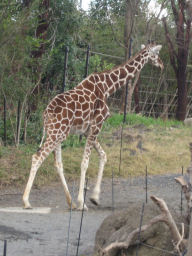 プログラマ ずんべ の日記：天王寺動物園