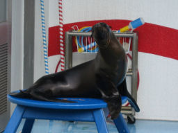 プログラマ ずんべ の日記：竹島水族館