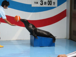 プログラマ ずんべ の日記：竹島水族館