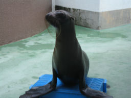 プログラマ ずんべ の日記：竹島水族館