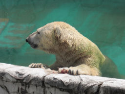 プログラマ ずんべ の日記：東山動植物園