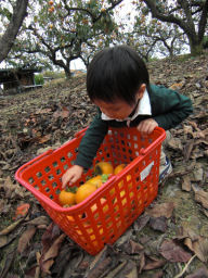 プログラマ ずんべ の日記：収穫体験農園(ふれあい農園) - カキ収穫体験