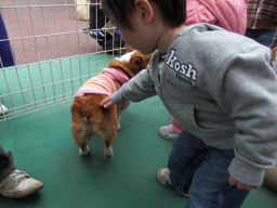 プログラマ ずんべ の日記：中日ハウジングセンター わんわん動物園