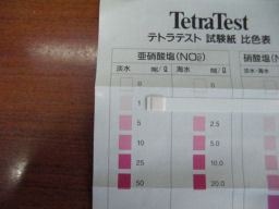 プログラマ ずんべ の日記：イシマキガイが育たない（２）