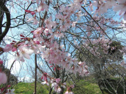 プログラマ ずんべ の日記：佐布里緑と花のふれあい公園