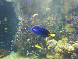 プログラマ ずんべ の日記：鳥羽水族館