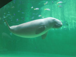 プログラマ ずんべ の日記：鳥羽水族館