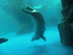 プログラマ ずんべ の日記：鳥羽水族館