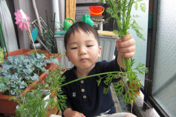 プログラマ ずんべ の日記：荒子川公園 ... のつもりが、ニンジン収穫