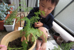 プログラマ ずんべ の日記：荒子川公園 ... のつもりが、ニンジン収穫