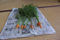 プログラマ ずんべ の日記：荒子川公園 ... のつもりが、ニンジン収穫